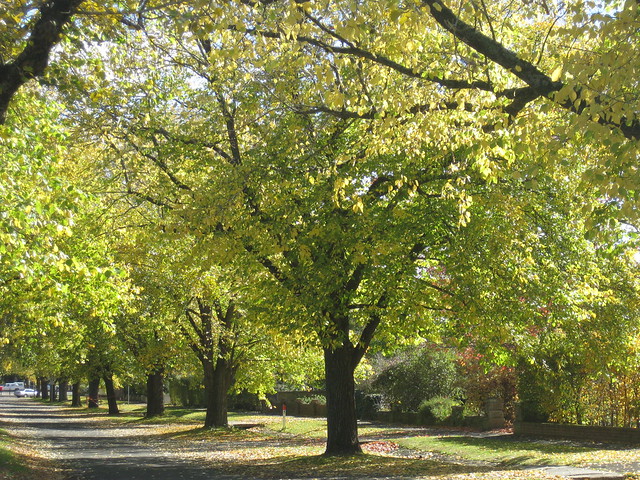 Autumnal Elm Avenue - Ballarat