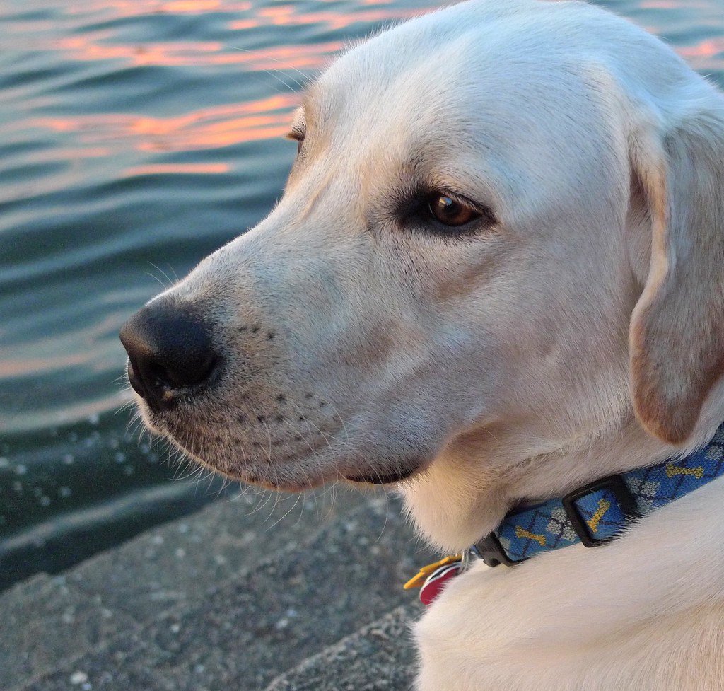 Buster contemplating the sunset over Lake Mendota ...  at Univeristy of Wisconsin, Madison...