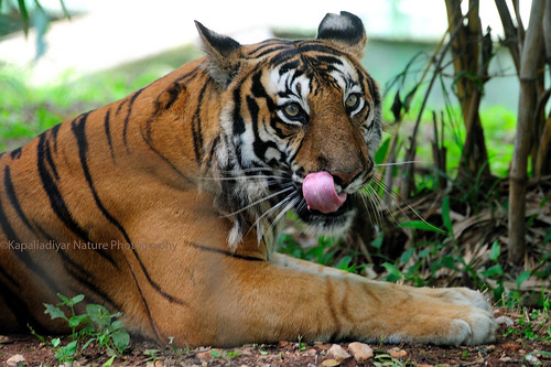 tiger tastybite