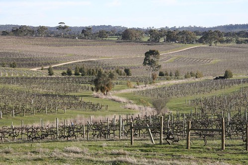 winter vineyard australia southaustralia clarevalley midnorth