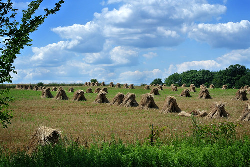 DSC_1079, time harvest infocus highquality