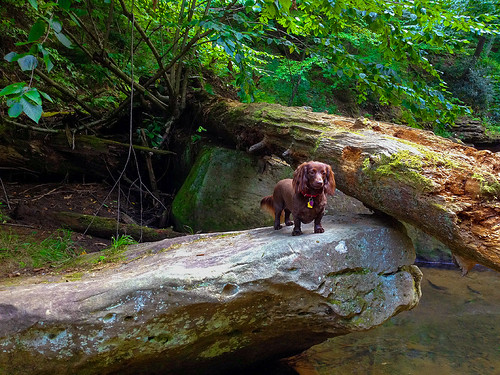 summer dog forest pennsylvania dachshund pennsylvaniastateparks cookforest