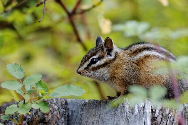 Chipmunk on a Tree Stump, Lolo National Forest, MT