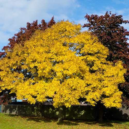 Autumnal tree near Bantock Park