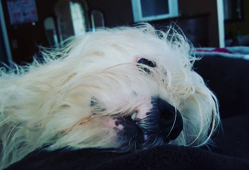 Unconditional love. #dog #doglove | by ambwesley