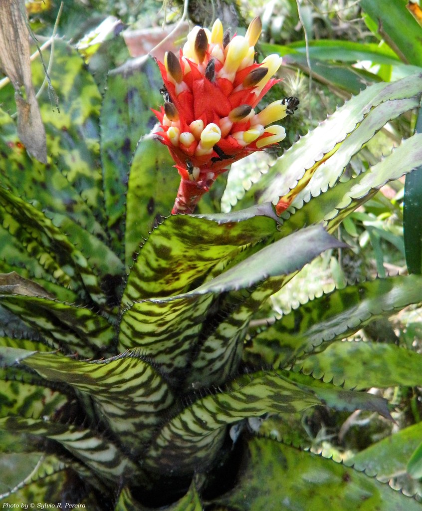 Bromélia com flor | Bromélia. Ocorrência: Várzea Grande, Rio… | Flickr