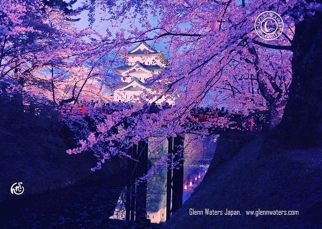 Hirosaki Castle Night View Sakura.   © Glenn E Waters.