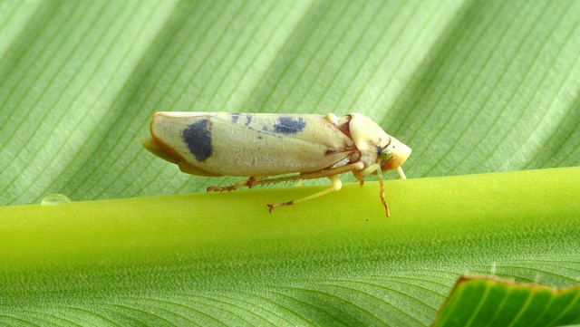 LeafhopperLeafhopper, Apulia quadrimacula? Cicadellidae