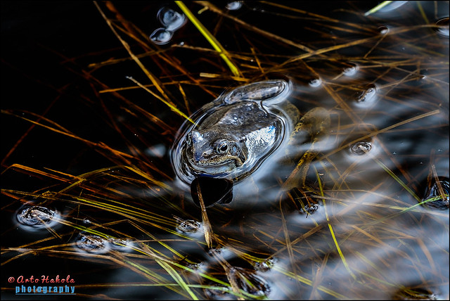 rana temporaria, common frog