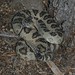 Flickr photo 'Great Basin Rattlesnake - Crotalus oreganus lutosus' by: brulik.