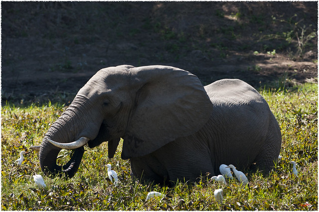 African elephant with cattle egrets in pan