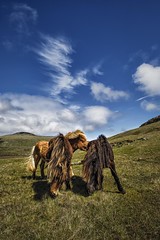 Horses on The Faroe Islands