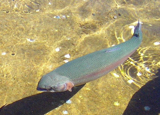 rainbow trout - Giant Springs trout hatchery - Great Falls…