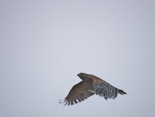 Red-shouldered Hawk, UCSC lower campus