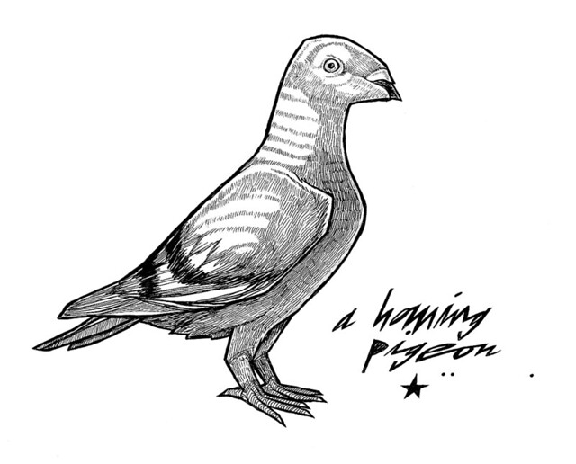 HOMING PIGEON drawing for a tattoo