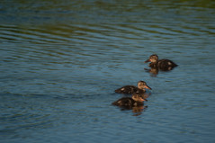 Baby ducks out for a swim - IMG10253
