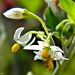 Flickr photo 'Common nightshade (Solanum americanum)' by: bob in swamp.