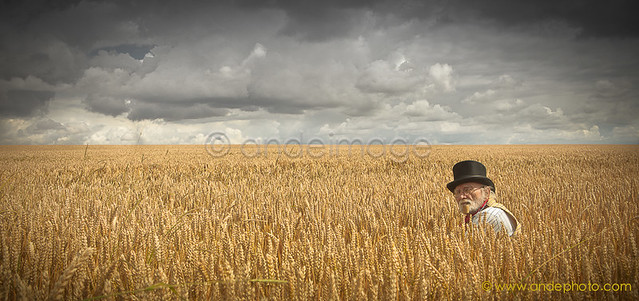 Top Hat wheat fields