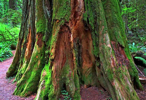 trees sequoia coastredwood redwoodtree californiaredwoods stoutgrove humboldtcounty
