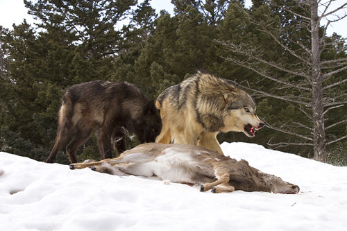 Wolves feeding | by Vince Burton