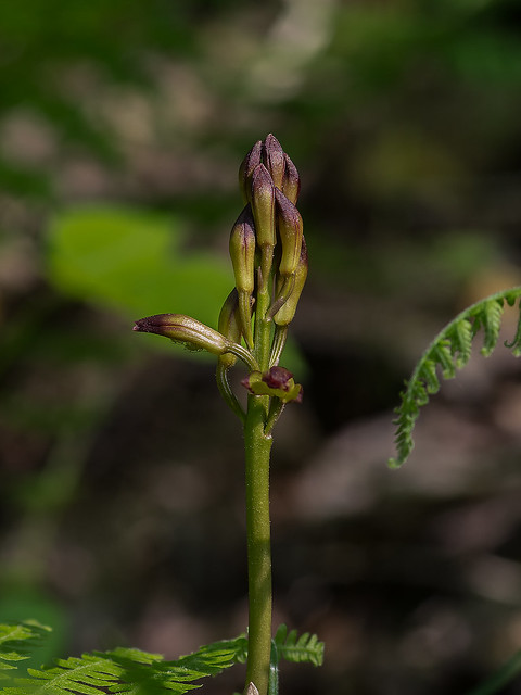 Puttyroot orchid producing a flower stem