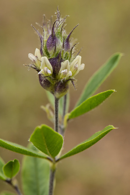 Pediomelum piedmontanum (Piedmont Buckroot)