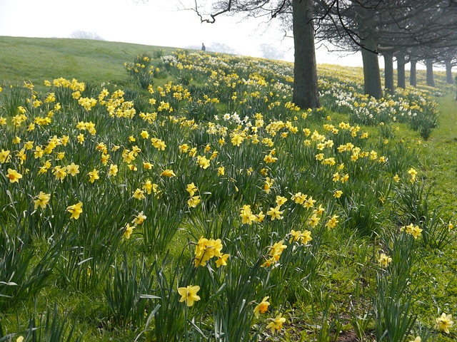 Daffodils near Roundhay Park