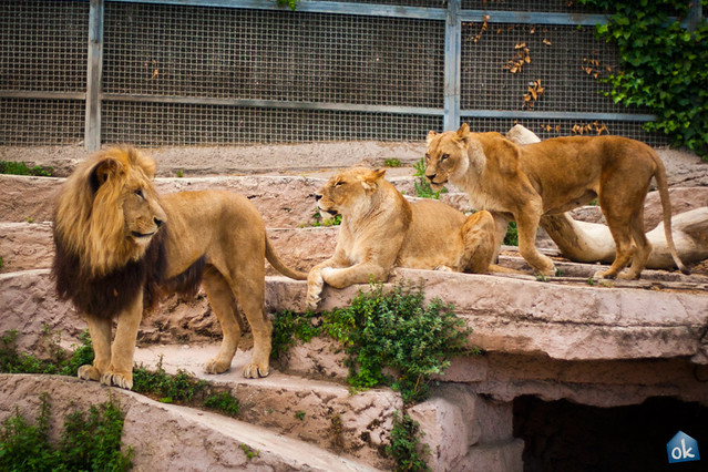 Lions in Barcelona Zoo