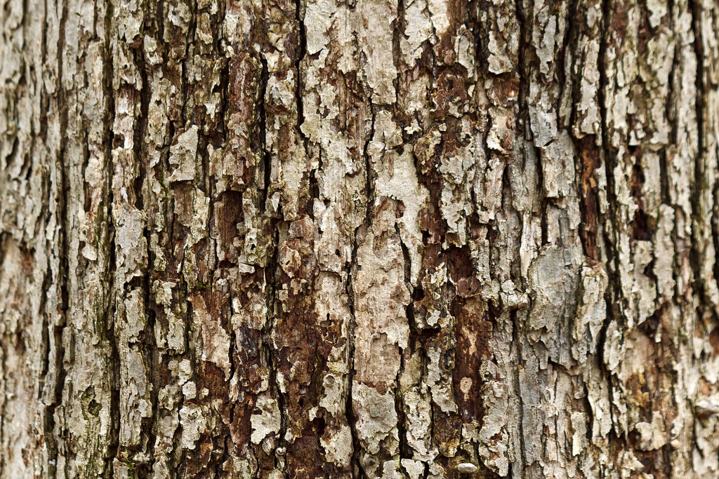 Quercus muhlenbergii (yellow oak, chinkapin oak)