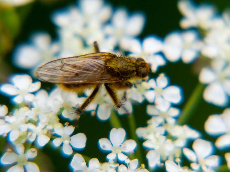 Insect on an umbellifer flower