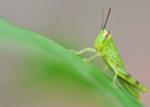 macro art singapore grasshopper botanicalgarden thegalaxy mygearandme panoramafotográfico