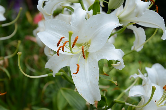 Oriental Lily 'Siberia'
