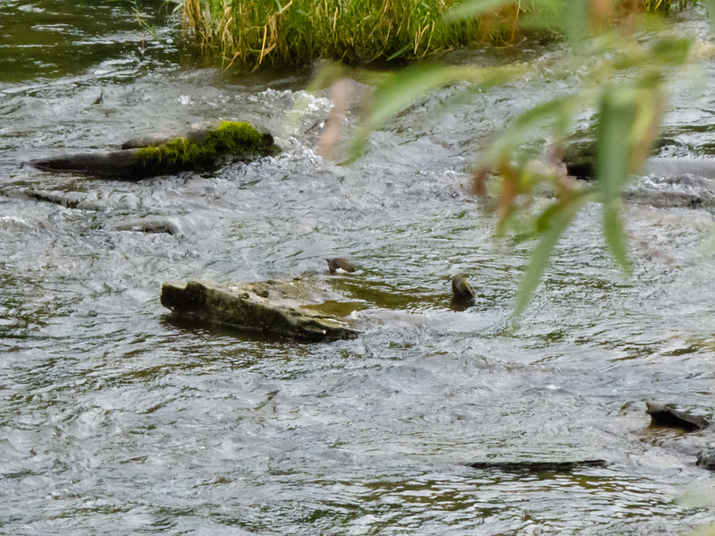 Dipper fishing in the river Teme