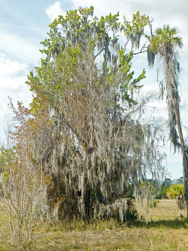 park trees landscape florida palmtree spanishmoss crystalriver