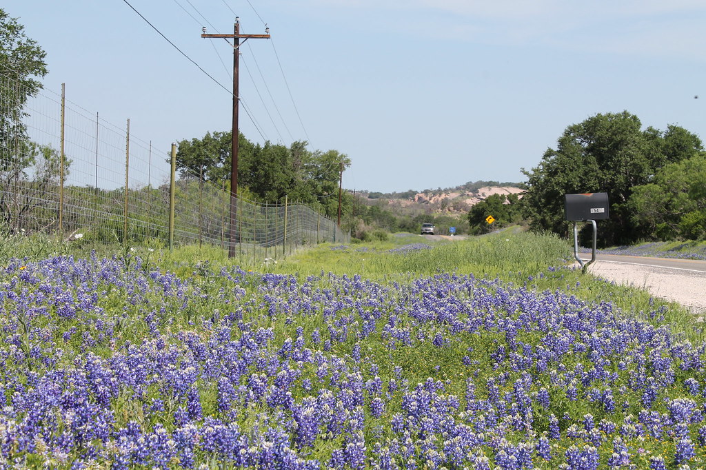 Bluebonnets on Road to Enchanted Rock, Texas