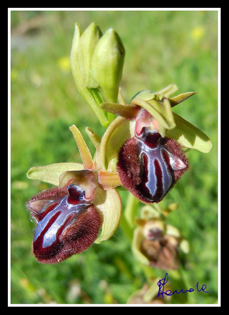 Orchidea nera, Fior ragno nero (Ophrys incubacea Bianca)