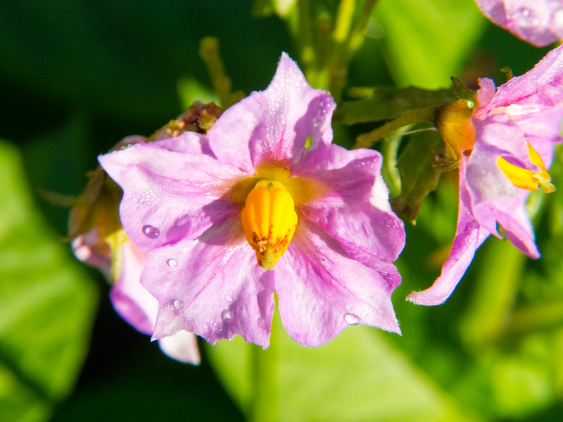 Potato flowers