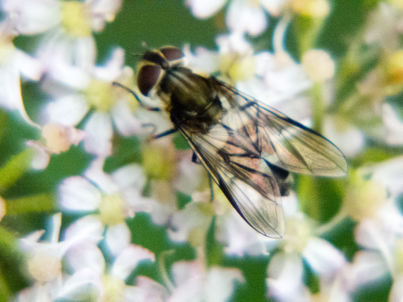 Umbellifer flower visited by a hoverfly