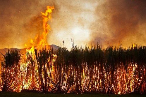 cane fire australia sugar burning burn qld cairns aus canonef70200mmf28lisusm canoneos5dmkii