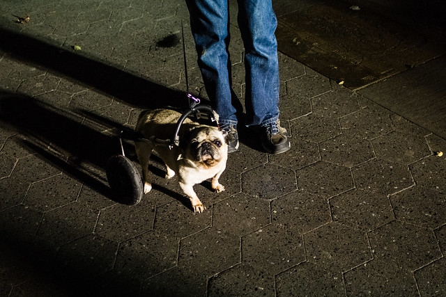 Dog on wheels, Union Square