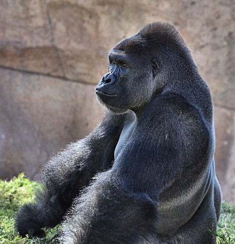 mammal texas gorilla ape primate brownsville gladysporterzoo westerngorilla gorillagorillagorilla nikond7000 nikkor18to200mmvrlens