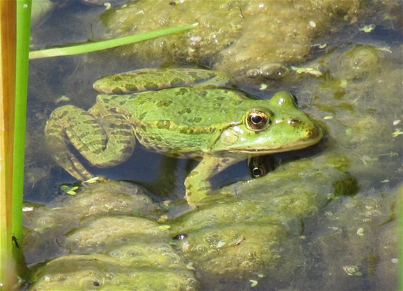 Marsh Frog, Stodmarsh, Kent - 31/07/2011