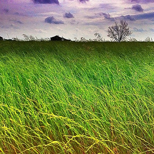 cameraphone travel viaje favorite usa art field digital rural sketchy square landscape outdoors blog spring google flickr experimental texas different foto arte unitedstates artistic edited country creative roadtrip artsy squareformat mobilephone linocut whisky normal pastoral fortworth edit 2012 apps iphone collinsville tioga eeuu editado iphone4 prohdr iphoneography shockmypic iphoneedit cameraplus gogoloopie instagramapp uploaded:by=instagram deeashley dionneashley dionnehartnett foursquare:venue=4ecfd5c9722e01c581a401ed dreambooth suddenstopairport