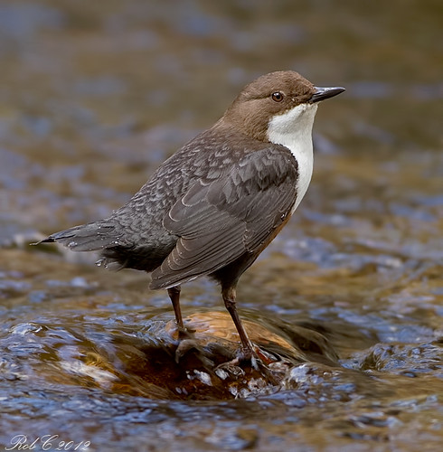 Dipper by robcimages.co.uk