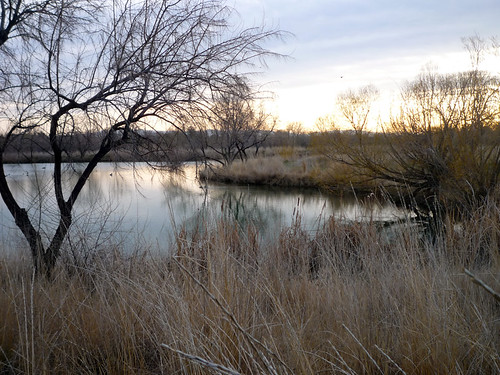 trees reflection sunrise pond flora idaho nampa wilsonsprings wilsonponds beachspond