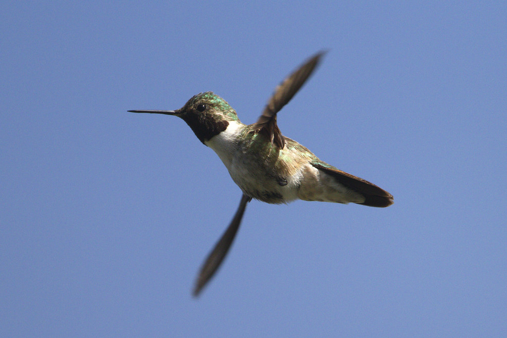 Hovering broad-tailed hummingbird