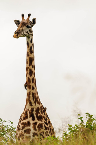 africa animals tanzania giraffe manyara naturelandscape