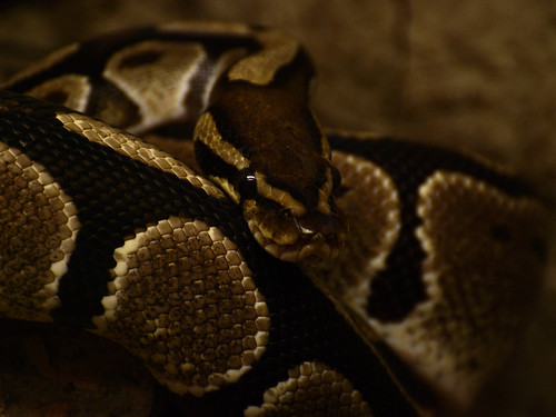 Python regius | by ChaosHusky