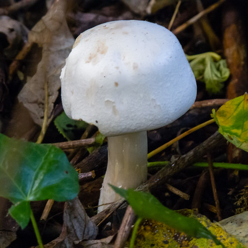 Mushroom under a bush