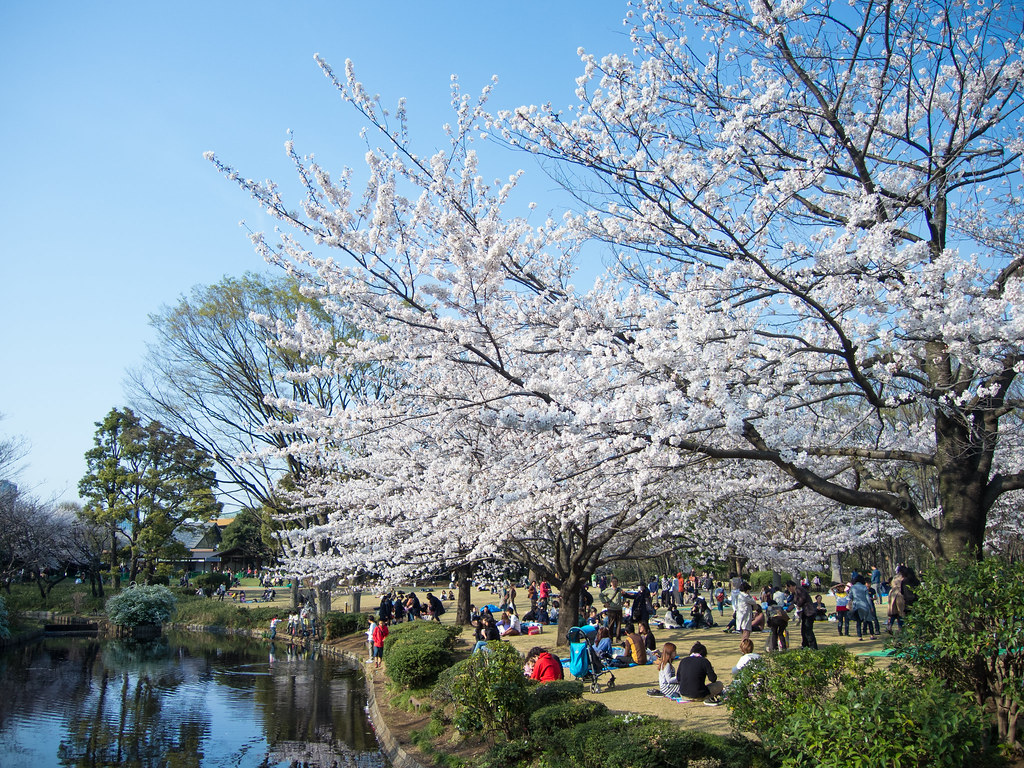 北の丸公園の桜 2014 | bugrabbit | Flickr